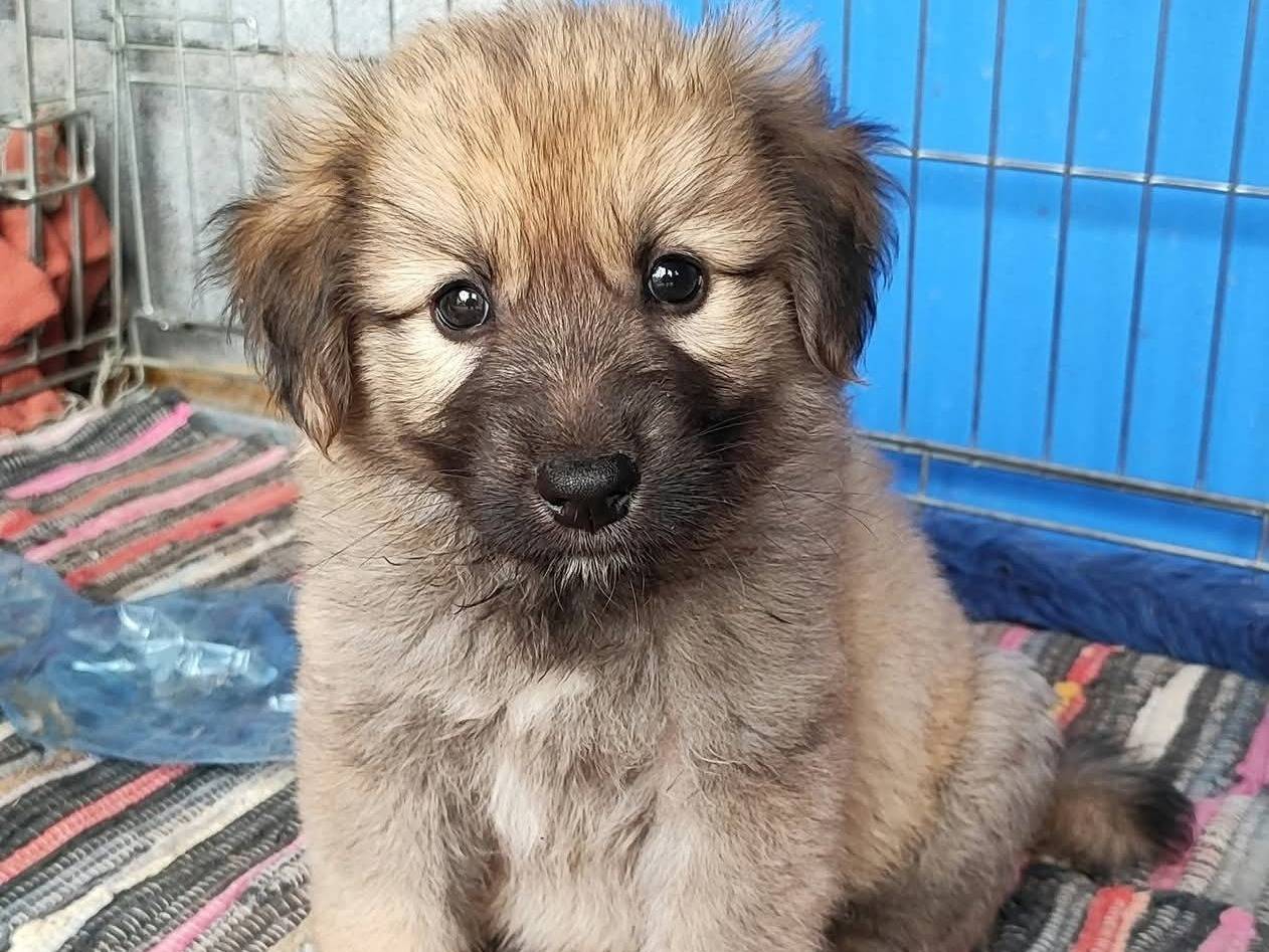Adotta un cane, taglia grande, maschio, Messina