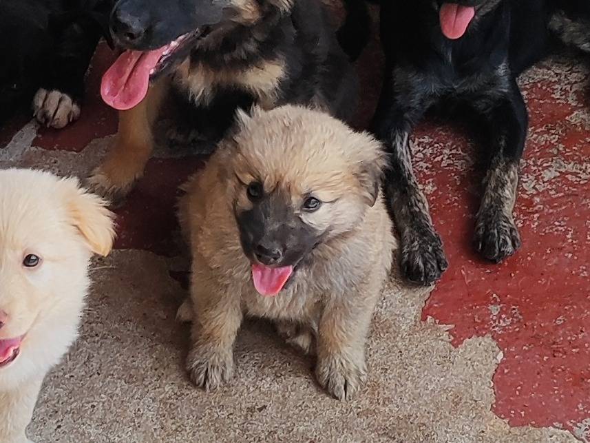 Adotta il cane HOSHI a Messina