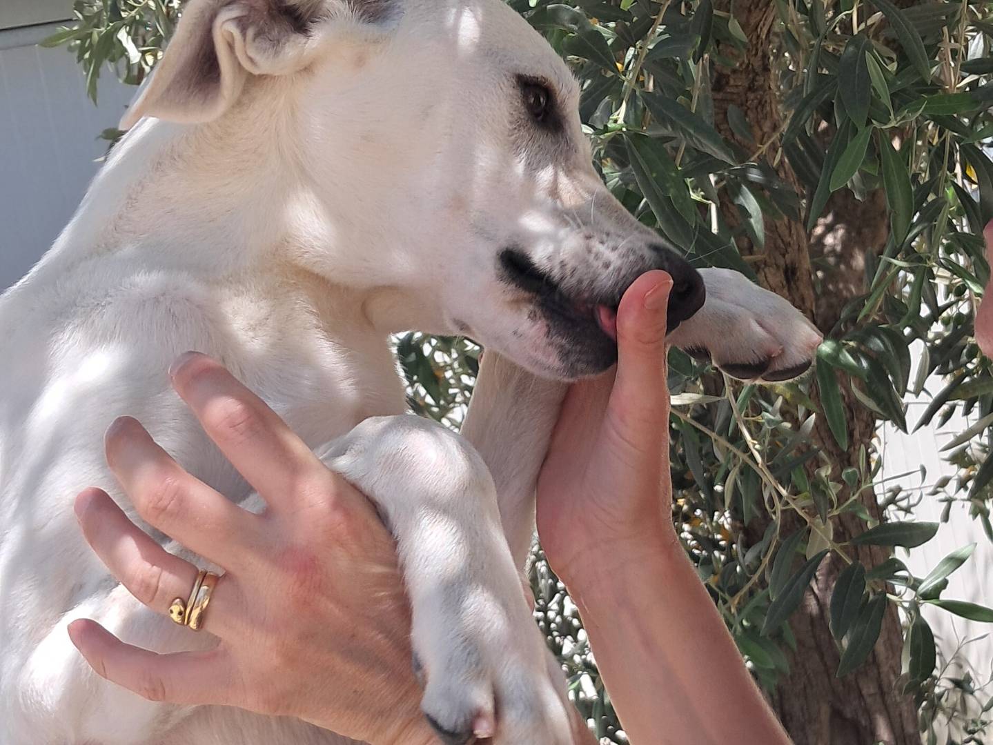 Adotta il cane Tommy a Agrigento