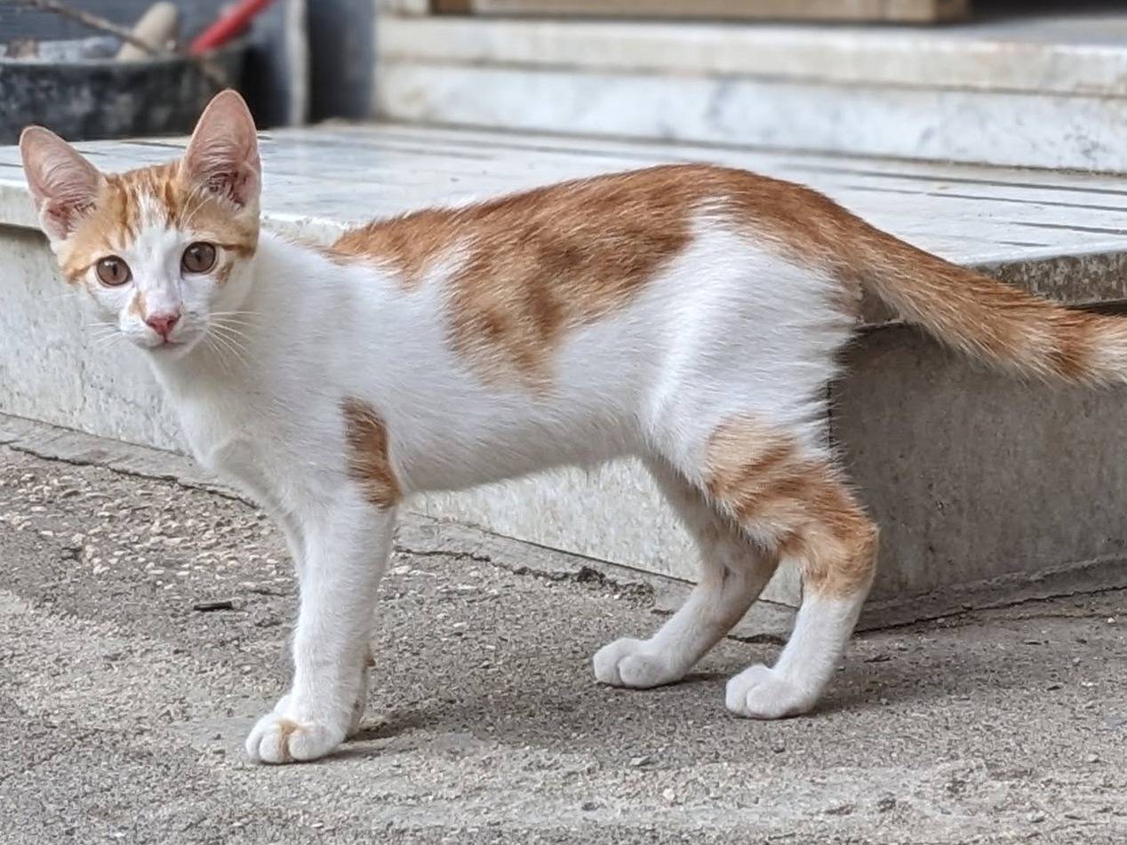 Adozione gatto, maschio, Razza sconosciuta Razza sconosciuta, 6 mesi, taglia non valida, Siena