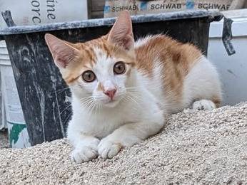 Adotta un gatto, maschio, 6 mesi, Siena