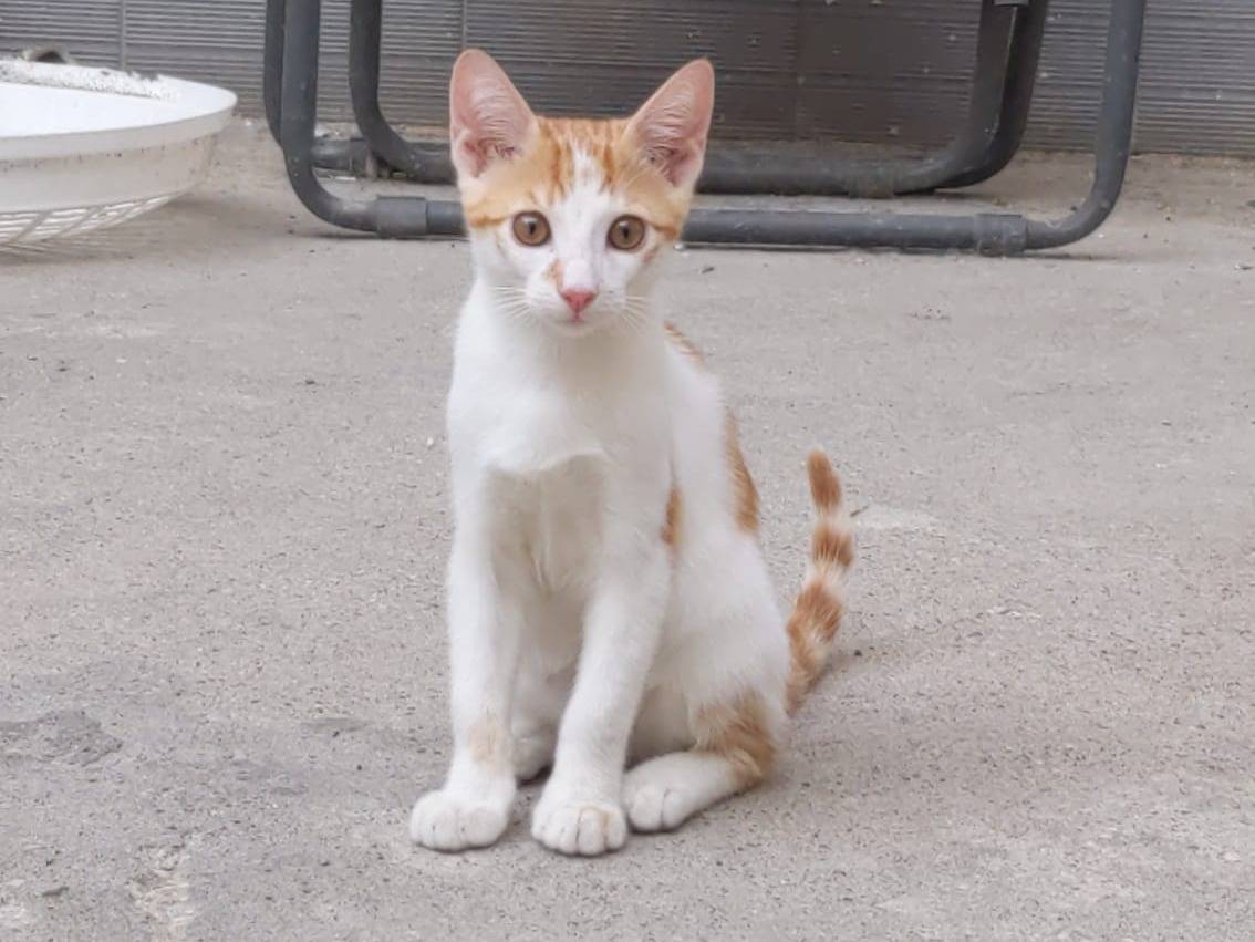 Adotta un gatto, taglia non valida, maschio, Siena