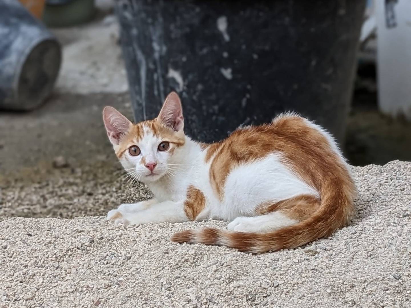 Adotta il gatto ARTU a Siena