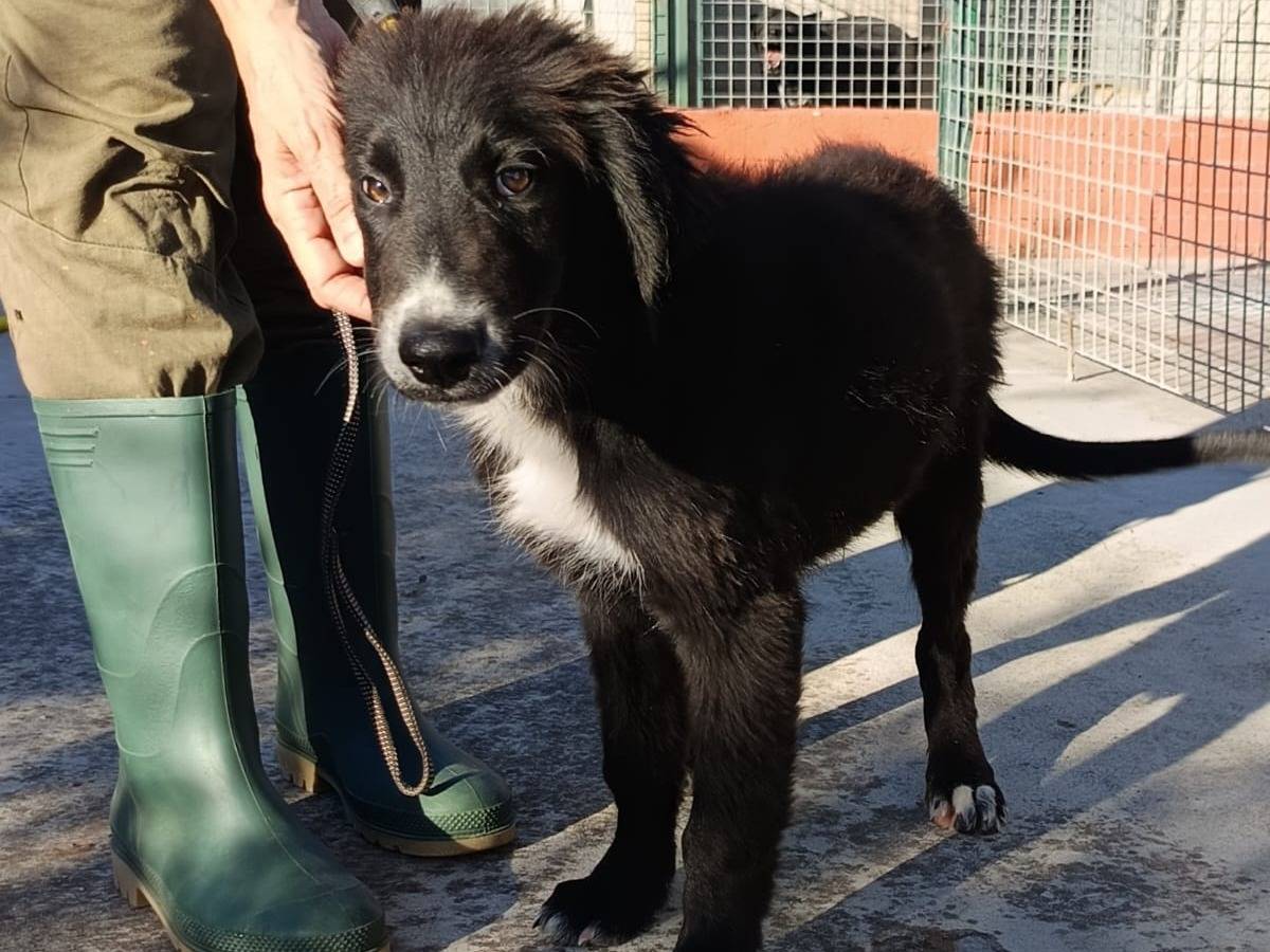 Adozione cane, femmina, Border Collie Razza sconosciuta, 3 mesi, taglia media, Genova