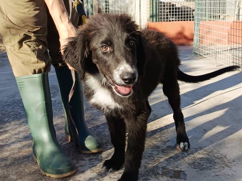 Adotta un cane, femmina, 3 mesi, Genova