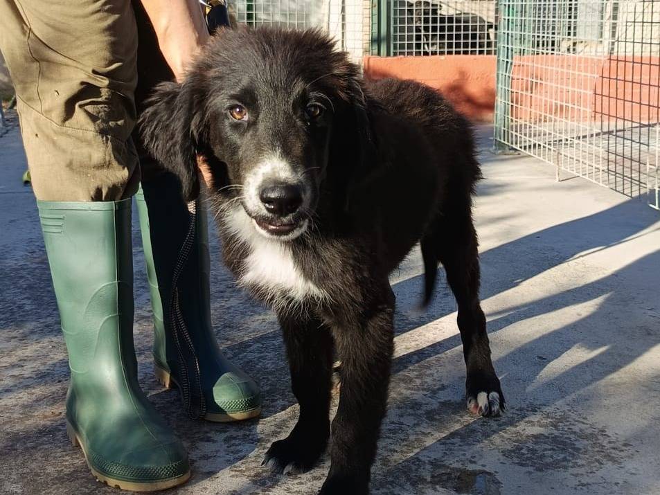 Adotta un cane, taglia media, femmina, Genova