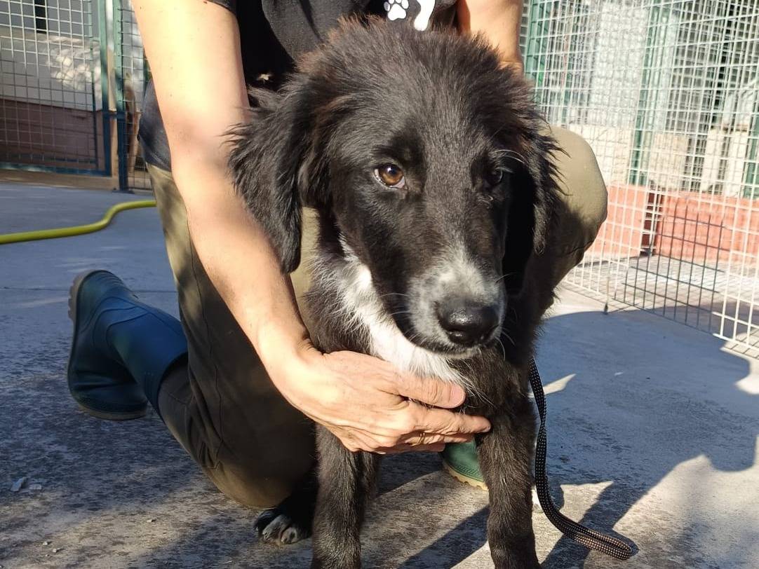 Vuoi adottare un cane a Genova?