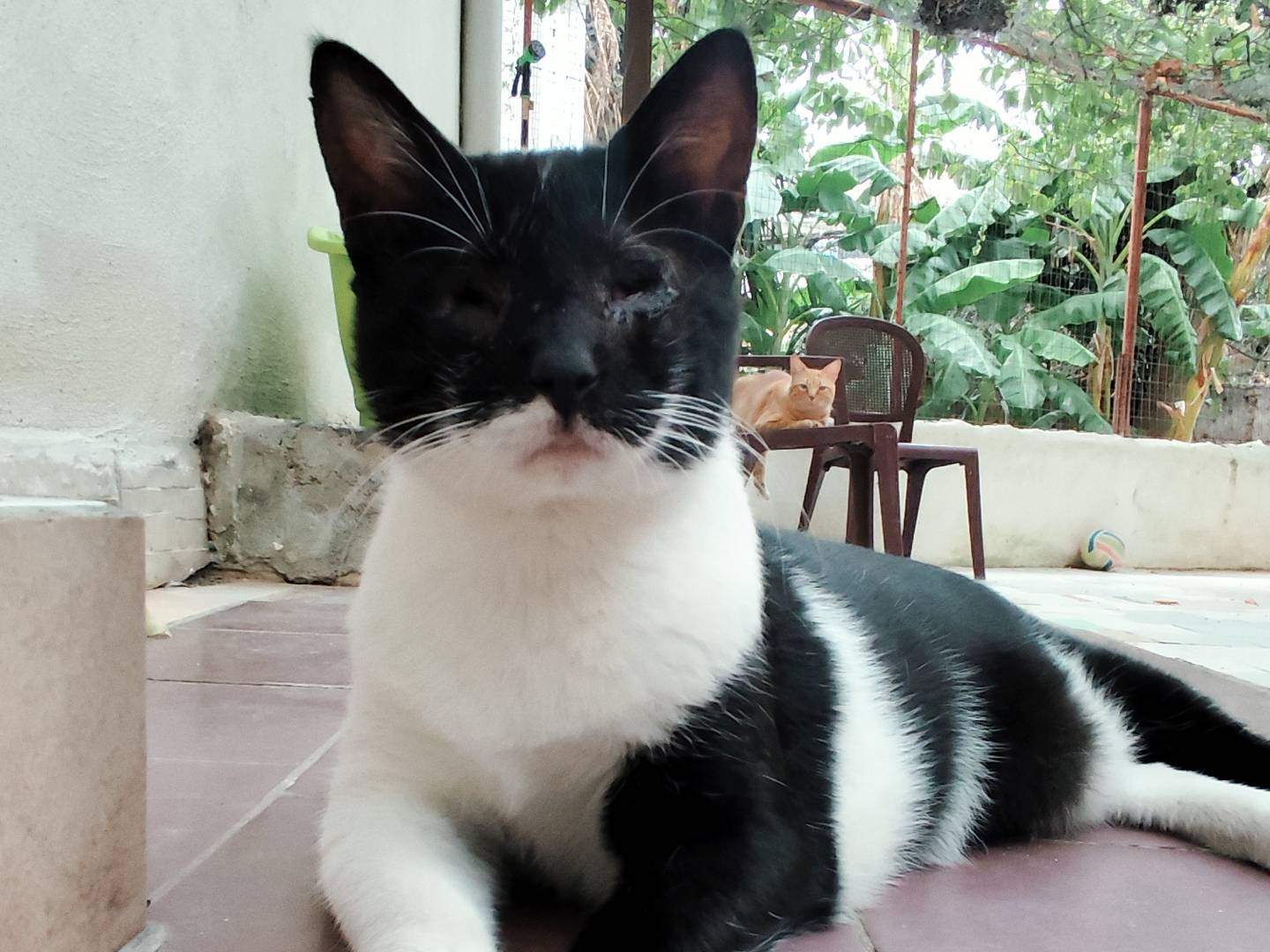 Vuoi adottare un gatto a Messina?
