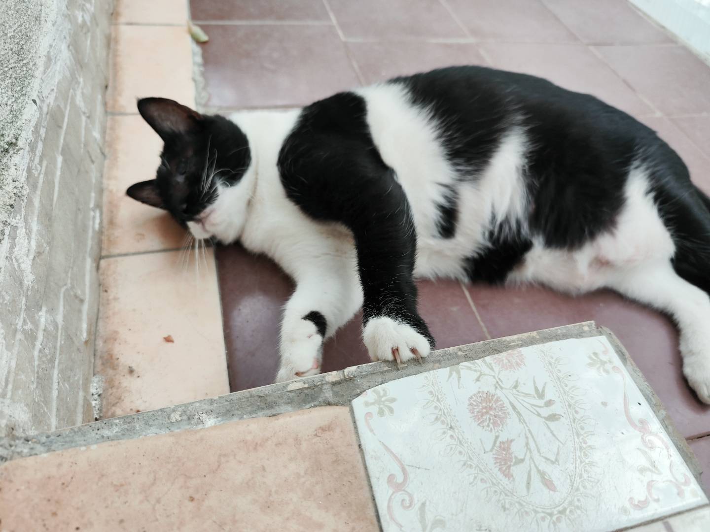 Adotta il gatto CUCCI a Messina