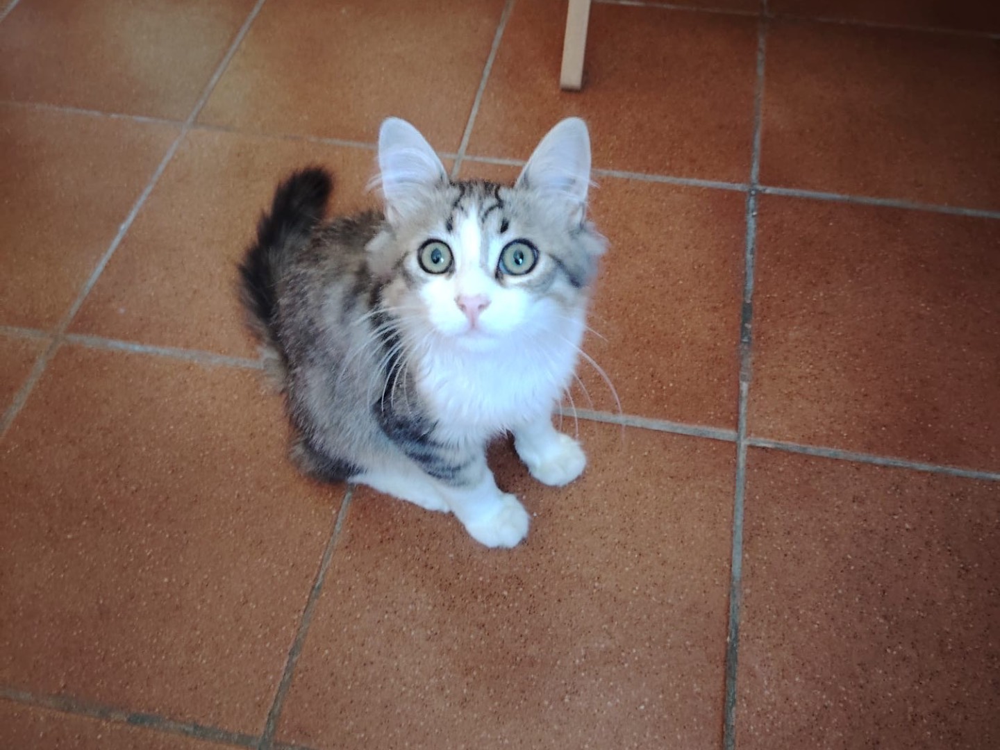 Adozione gatto, maschio, Razza sconosciuta Razza sconosciuta, 4 mesi, taglia non valida, Lecco