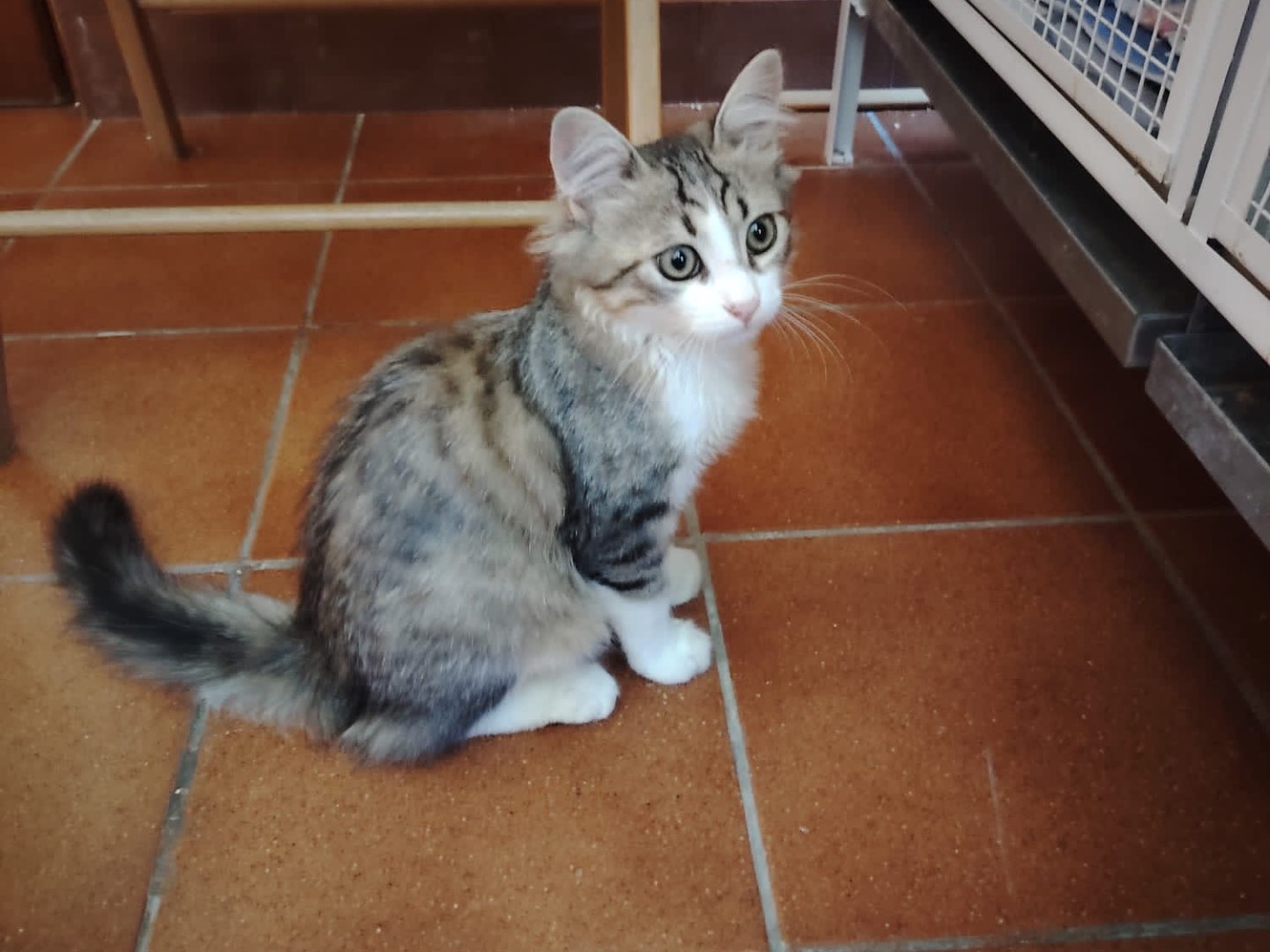 Adotta un gatto, maschio, 4 mesi, Lecco