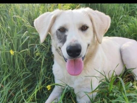 Adozione cane, femmina, Razza sconosciuta Razza sconosciuta, 1 anno e 6 mesi, taglia media, Napoli