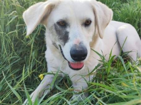 Adotta un cane, femmina, 1 anno e 6 mesi, Napoli