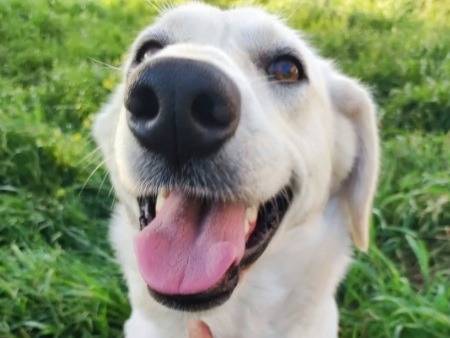 Vuoi adottare un cane a Napoli?