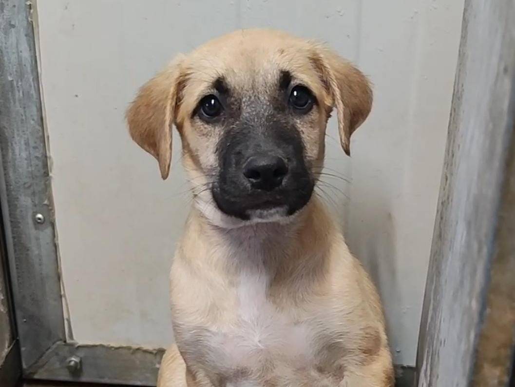 Adotta un cane, femmina, 2 mesi, Trapani