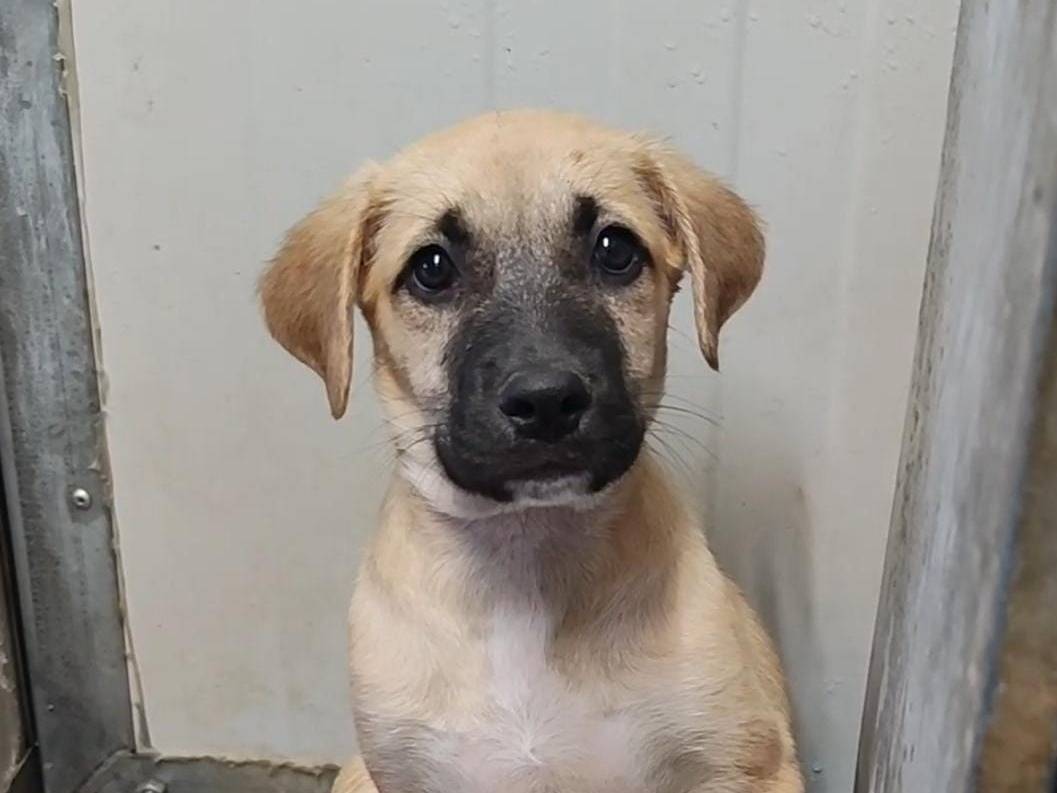Adozione cane, femmina, Razza sconosciuta Razza sconosciuta, 2 mesi, taglia media, Trapani