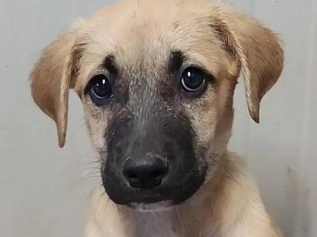Adotta un cane, taglia media, femmina, Trapani