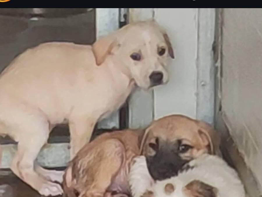 Vuoi adottare un cane a Trapani?