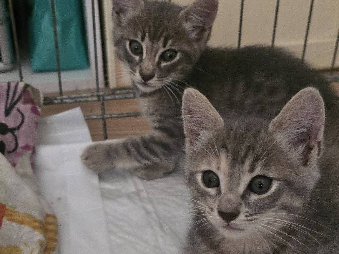 Adozione gatto, maschio, Razza sconosciuta Razza sconosciuta, 2 mesi, taglia non valida, Bari