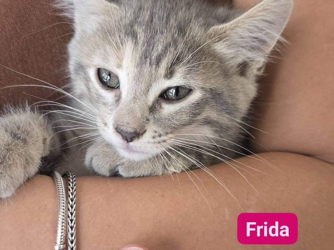 Adotta un gatto, maschio, 2 mesi, Bari