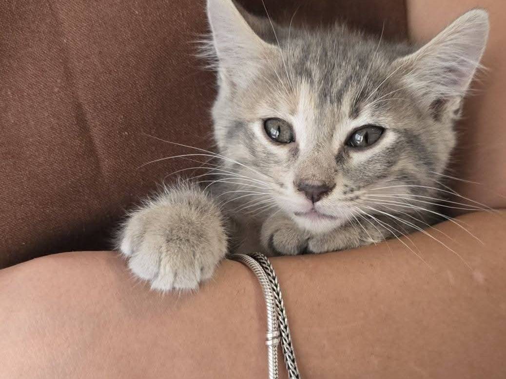 Adotta un gatto, taglia non valida, maschio, Bari