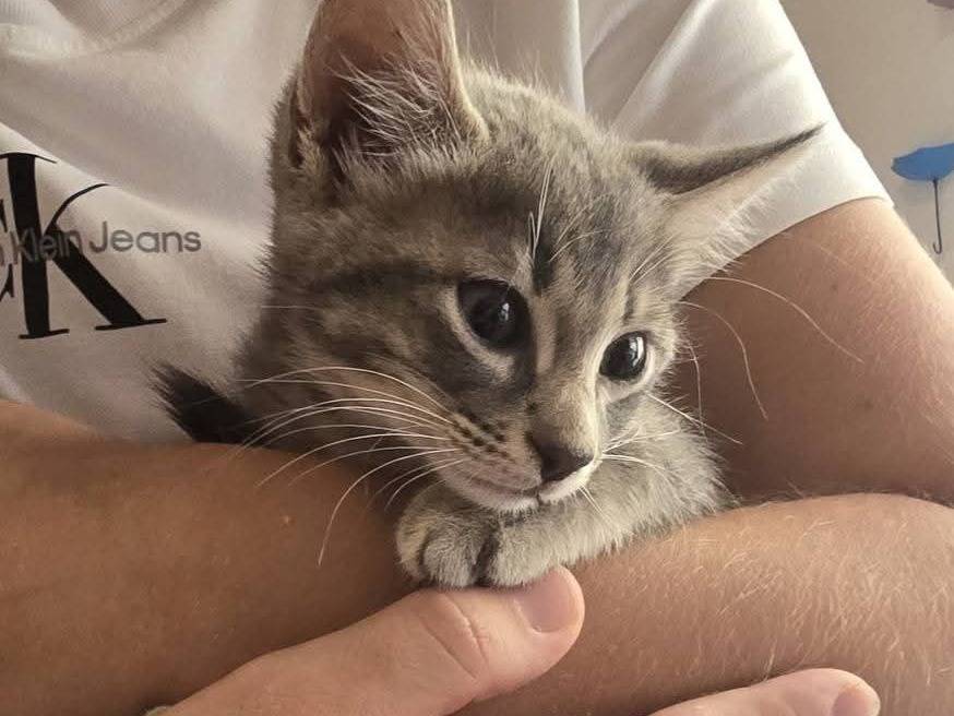 Adotta il gatto Fria e Picasso  a Bari