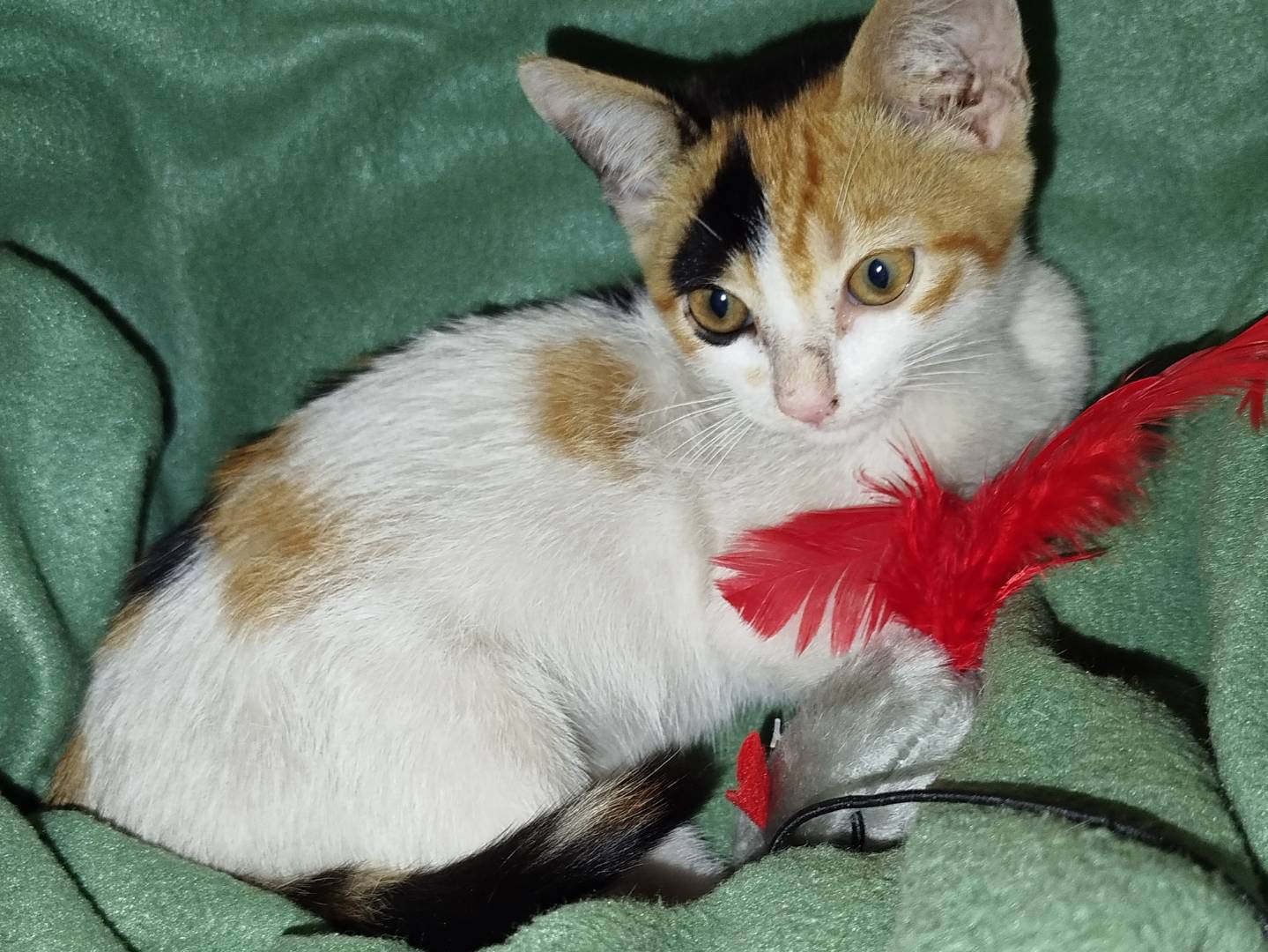 Adozione gatto, femmina, Razza sconosciuta Razza sconosciuta, 2 mesi, taglia non valida, Salerno