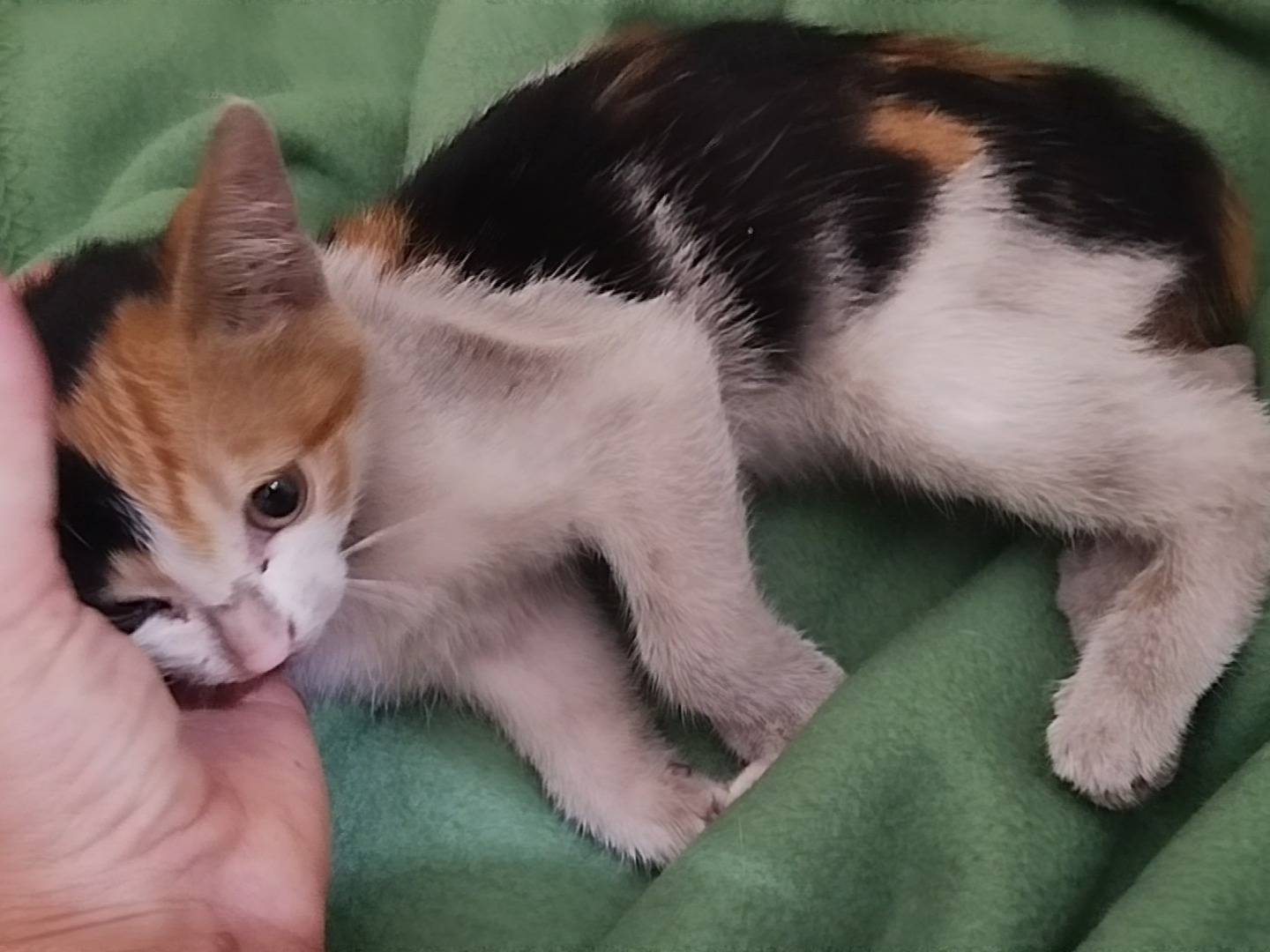 Adotta un gatto, femmina, 2 mesi, Salerno