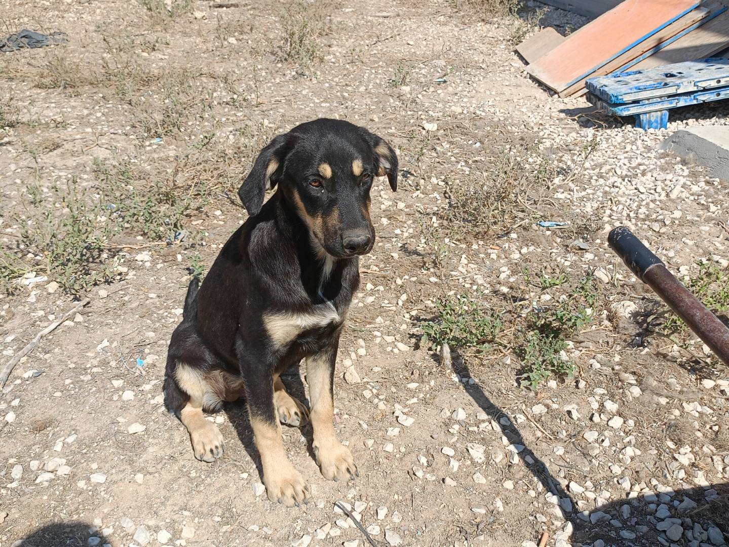 Adozione cane, femmina, Razza sconosciuta Razza sconosciuta, 6 mesi, taglia media, Ragusa