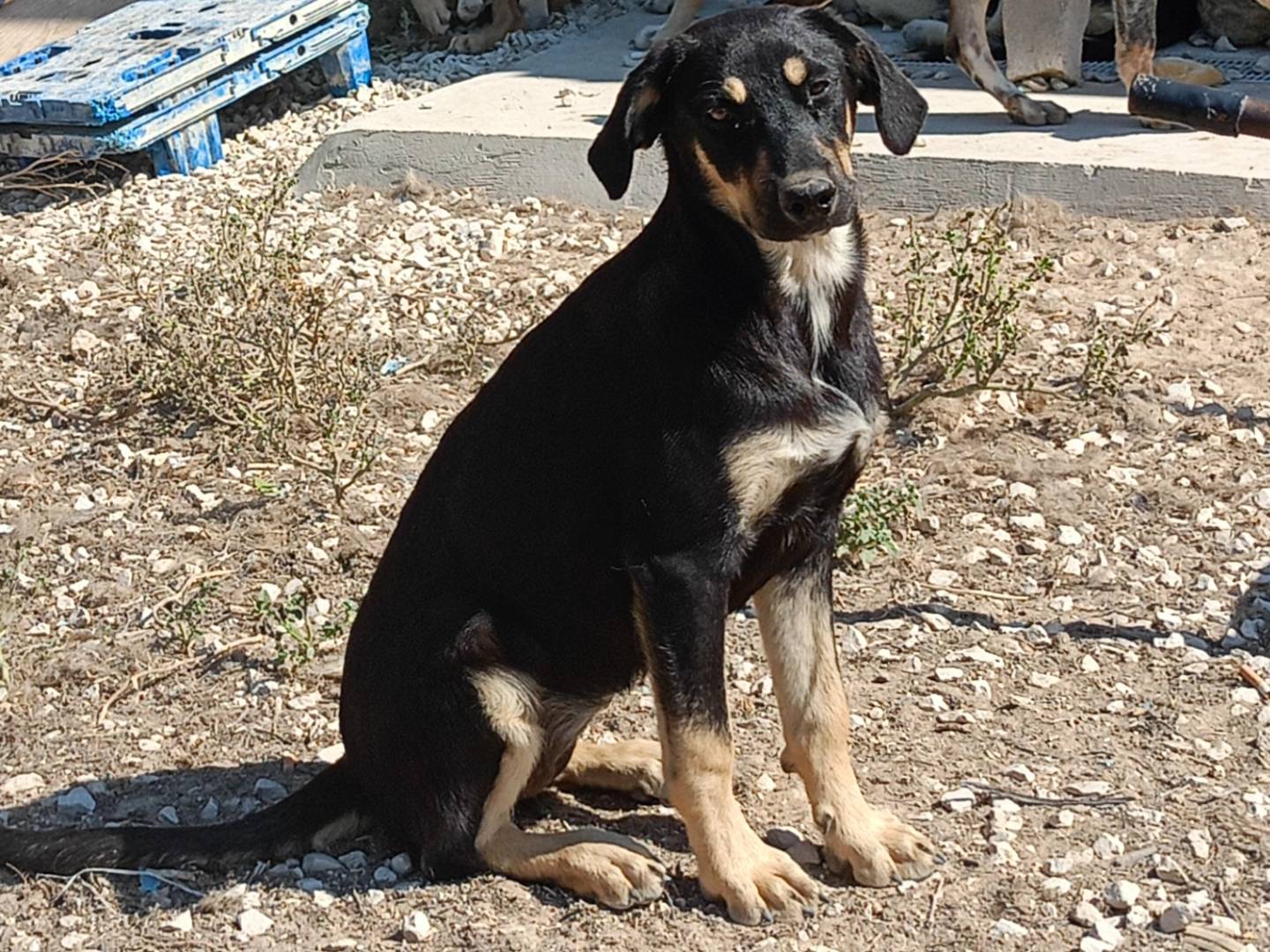 Adotta un cane, femmina, 6 mesi, Ragusa
