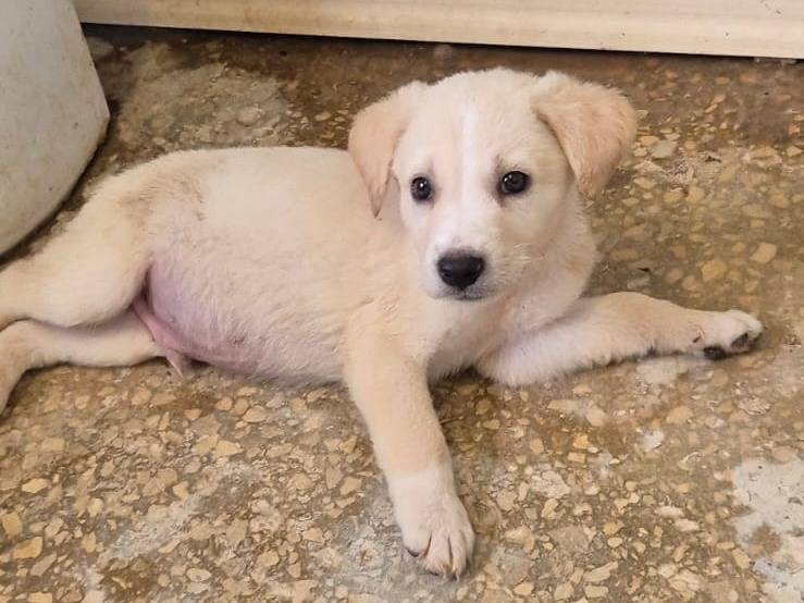 Adozione cane, maschio, Razza sconosciuta Razza sconosciuta, 2 mesi, taglia grande, Ragusa