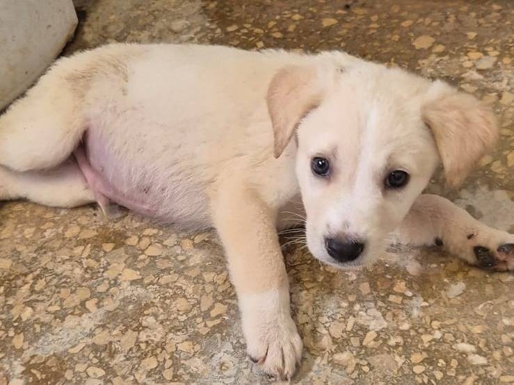 Adotta un cane, maschio, 2 mesi, Ragusa