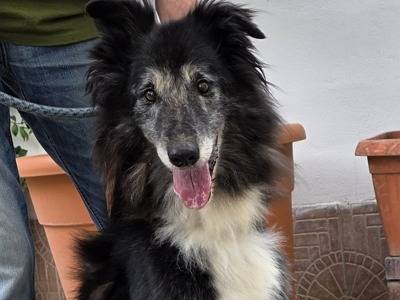 Adozione cane, maschio, Razza sconosciuta Razza sconosciuta, 8 anni e 1 mese, taglia media, Milano