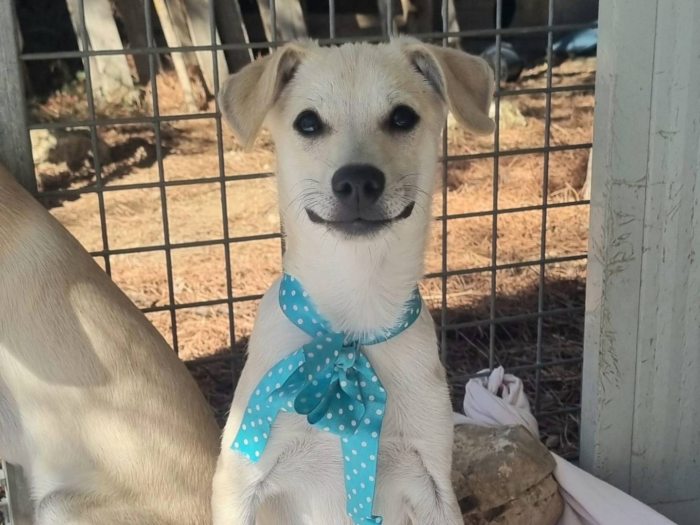 Adozione cane, maschio, Razza sconosciuta Razza sconosciuta, 2 mesi, taglia piccola, Taranto
