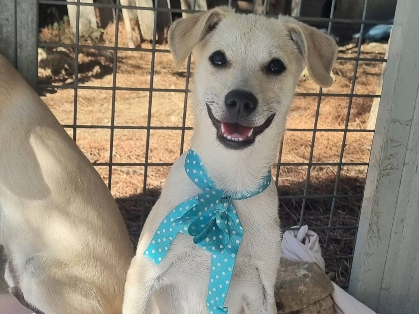 Adotta un cane, maschio, 2 mesi, Taranto