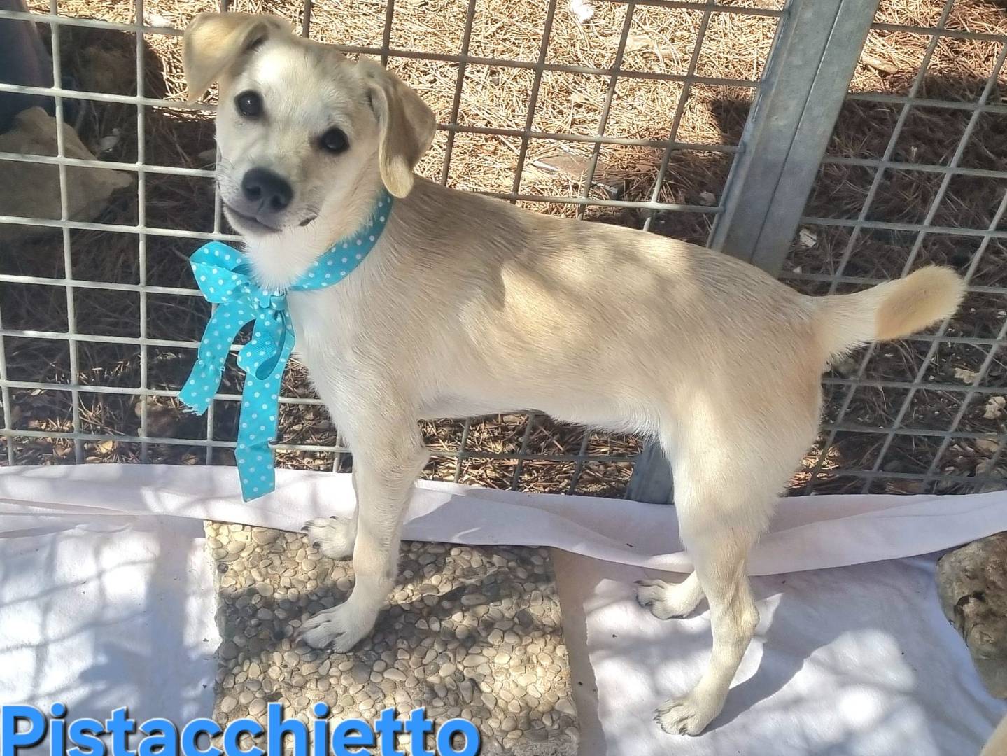 Adotta un cane, taglia piccola, maschio, Taranto