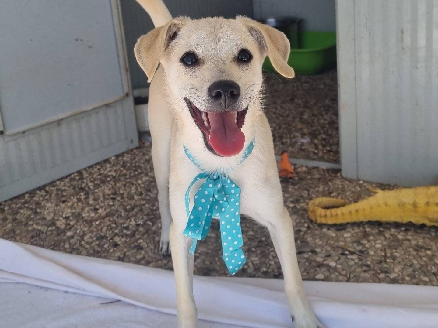 Vuoi adottare un cane a Taranto?