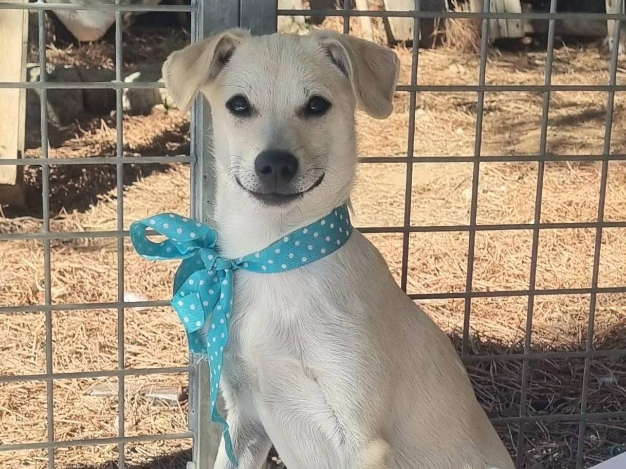 Adotta il cane Pistacchietto a Taranto