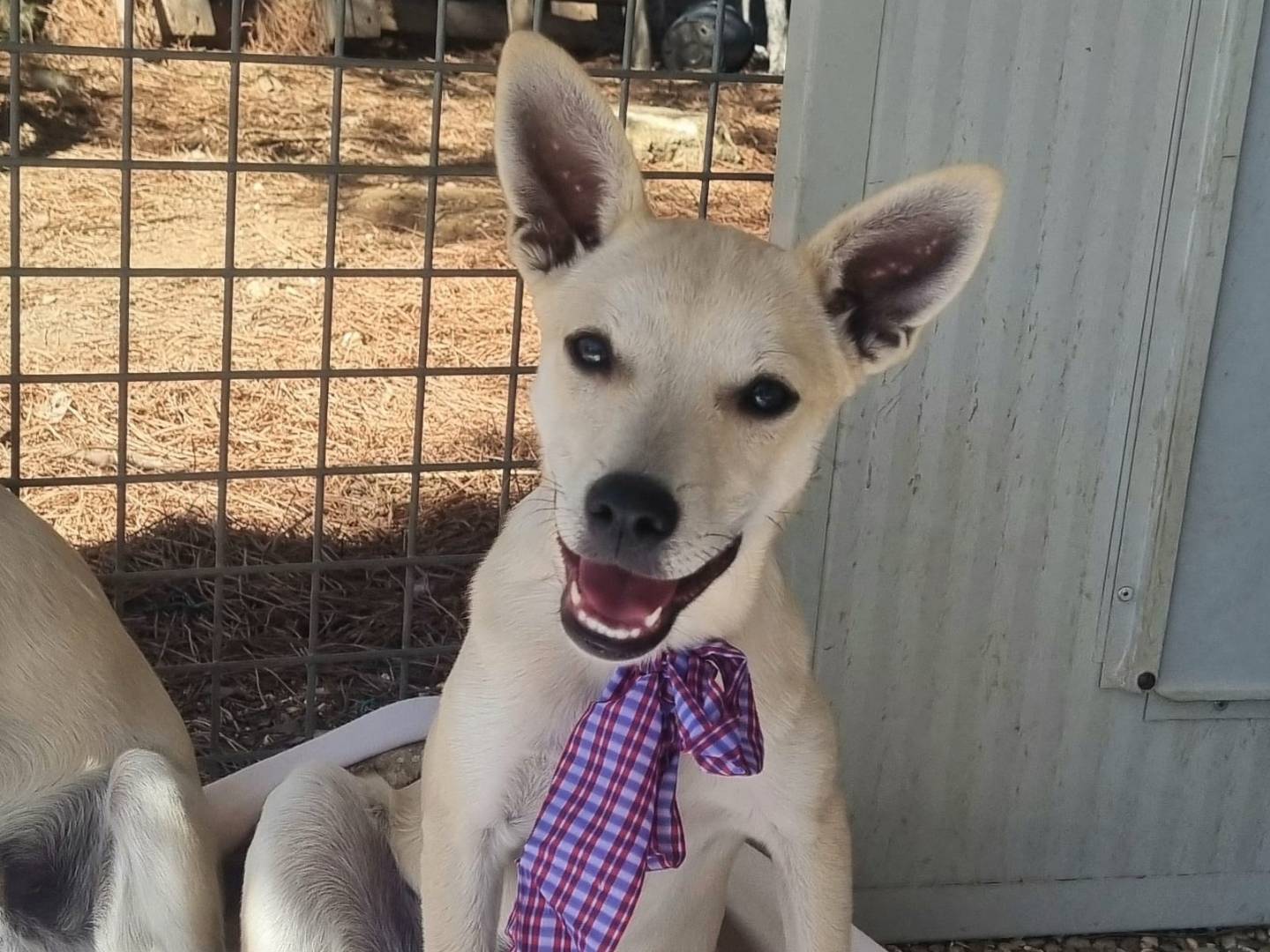 Adozione cane, maschio, Razza sconosciuta Razza sconosciuta, 2 mesi, taglia piccola, Taranto