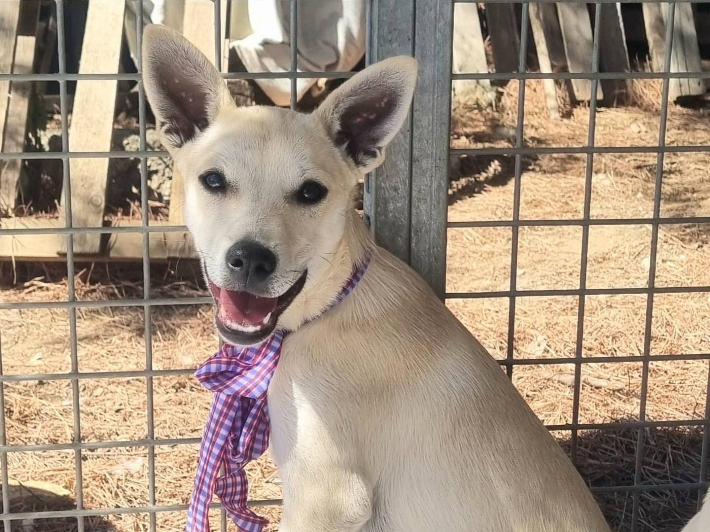 Adotta un cane, maschio, 2 mesi, Taranto