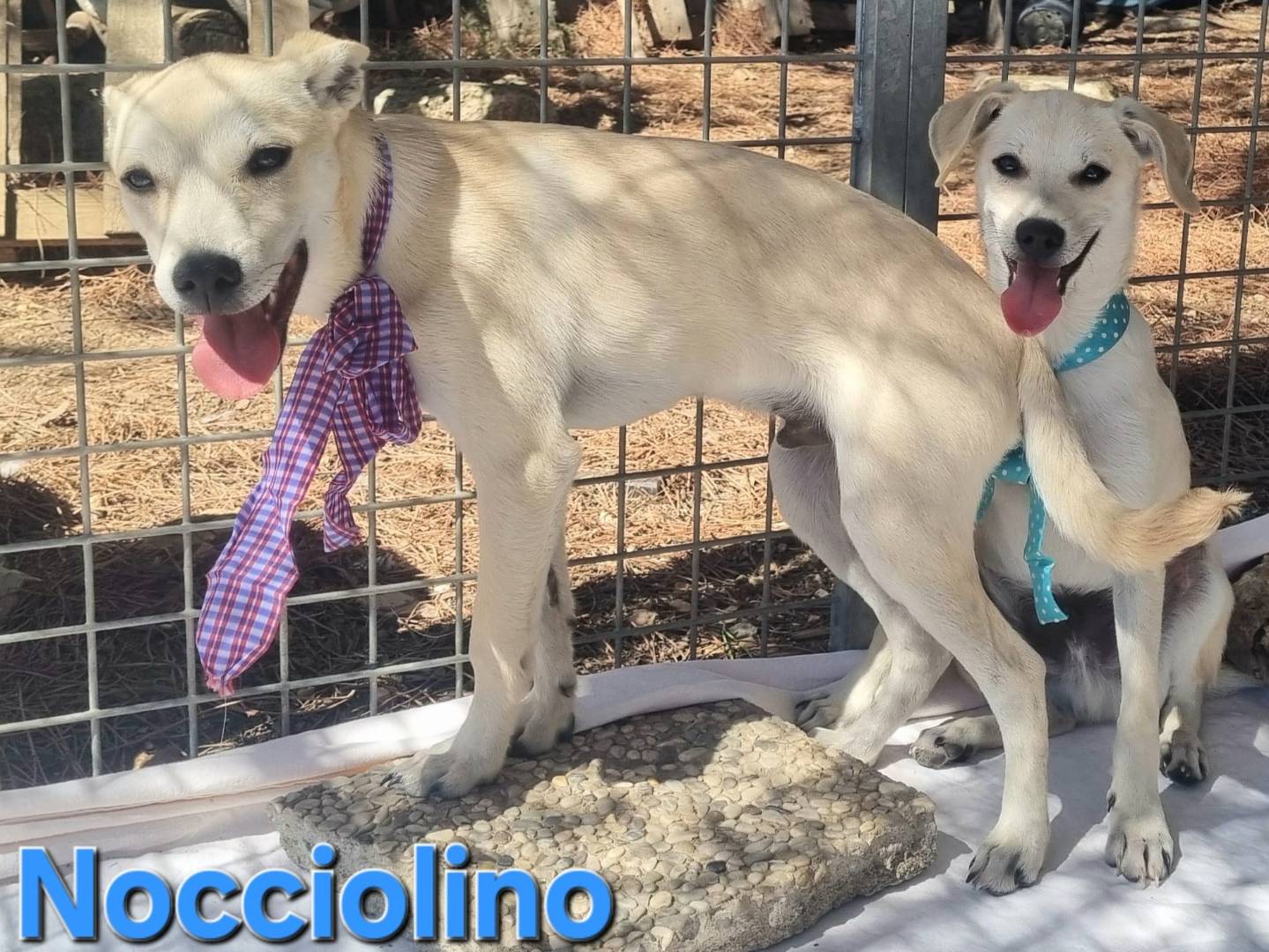 Adotta il cane Nocciolino a Taranto