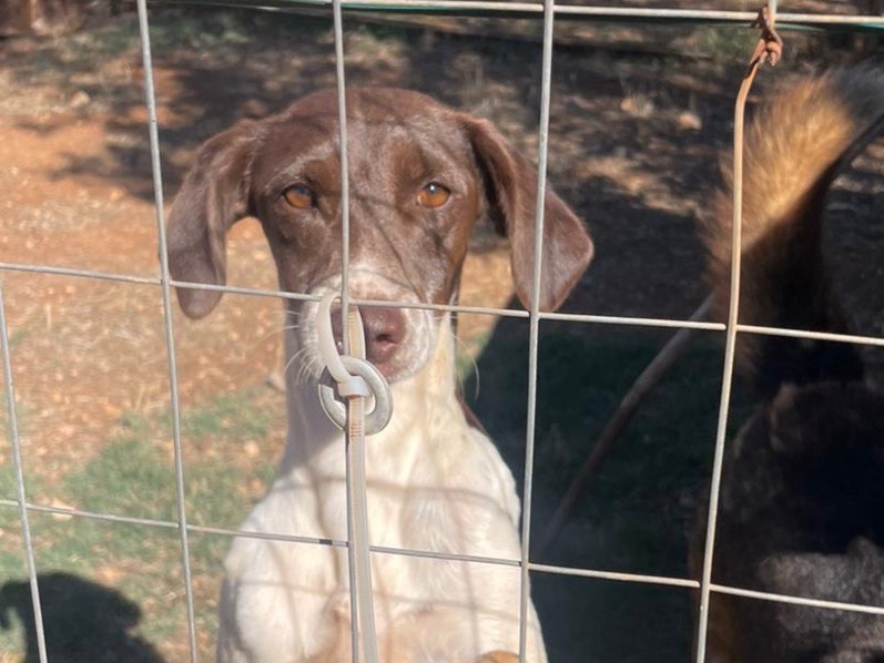 Adozione cane, maschio, Pointer Razza sconosciuta, 2 anni e 4 mesi, taglia piccola, Brindisi