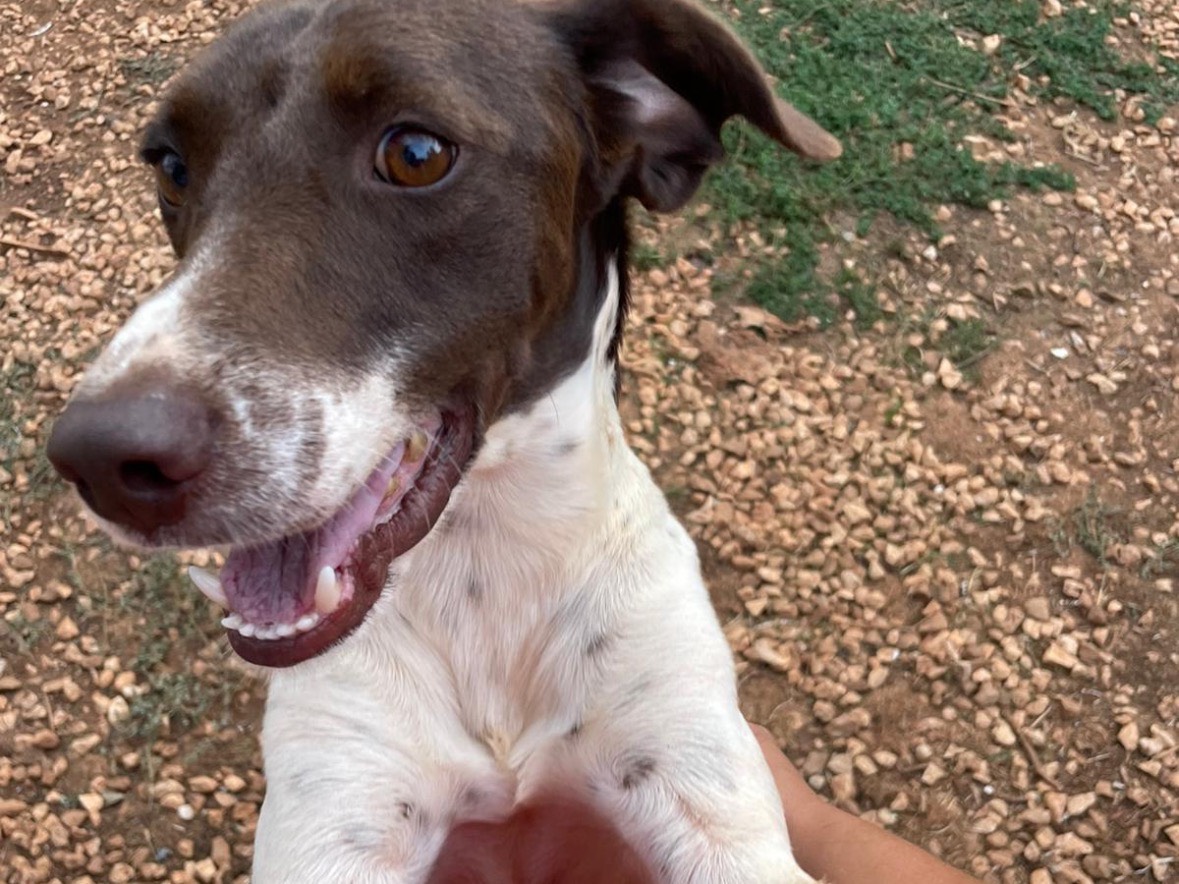 Adotta un cane, taglia piccola, maschio, Brindisi