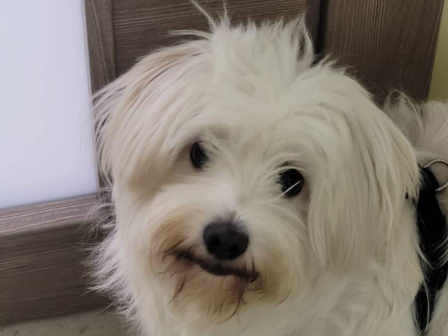 Adozione cane, femmina, Maltese Razza sconosciuta, 2 anni e 1 mese, taglia piccola, Milano