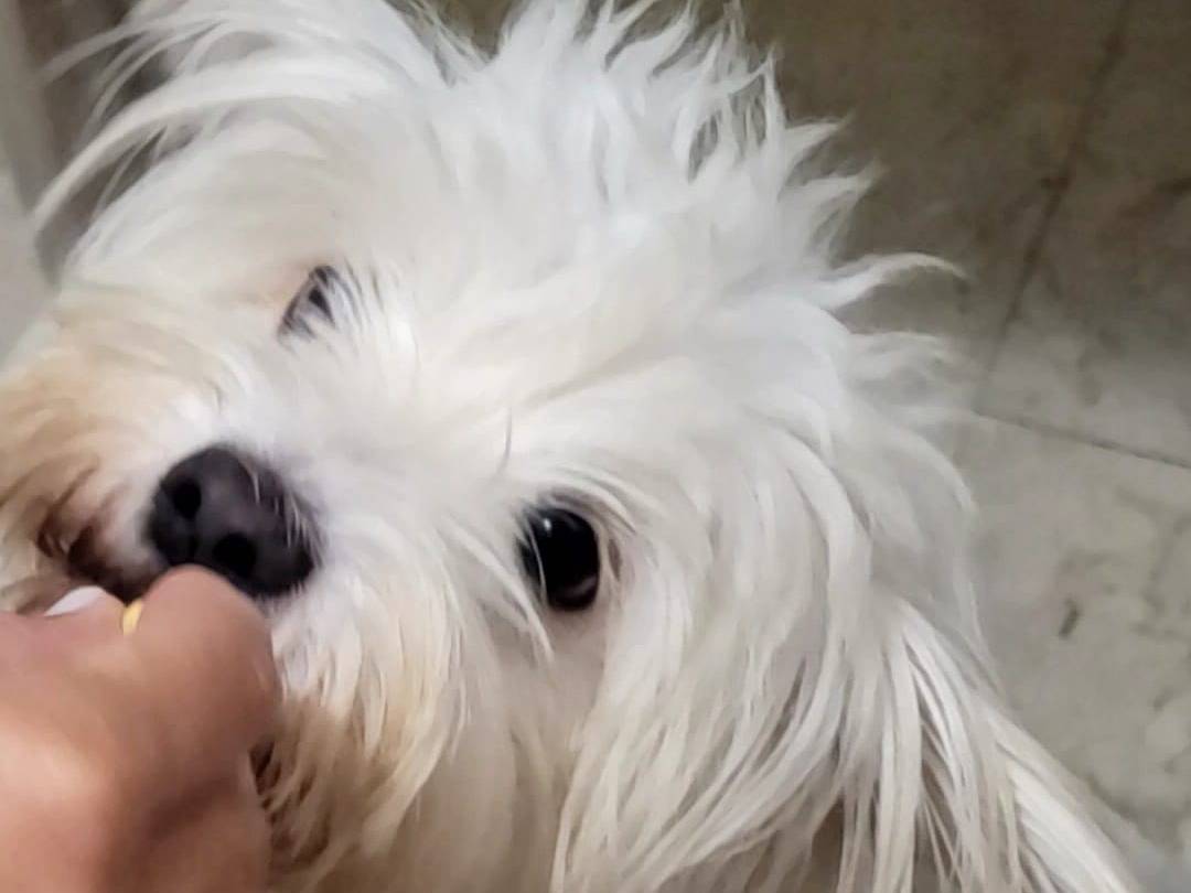 Adotta un cane, femmina, 2 anni e 1 mese, Milano