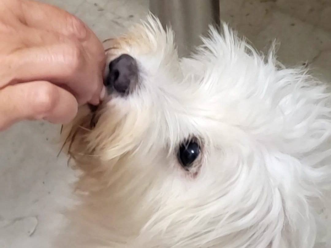 Adotta un cane, taglia piccola, femmina, Milano