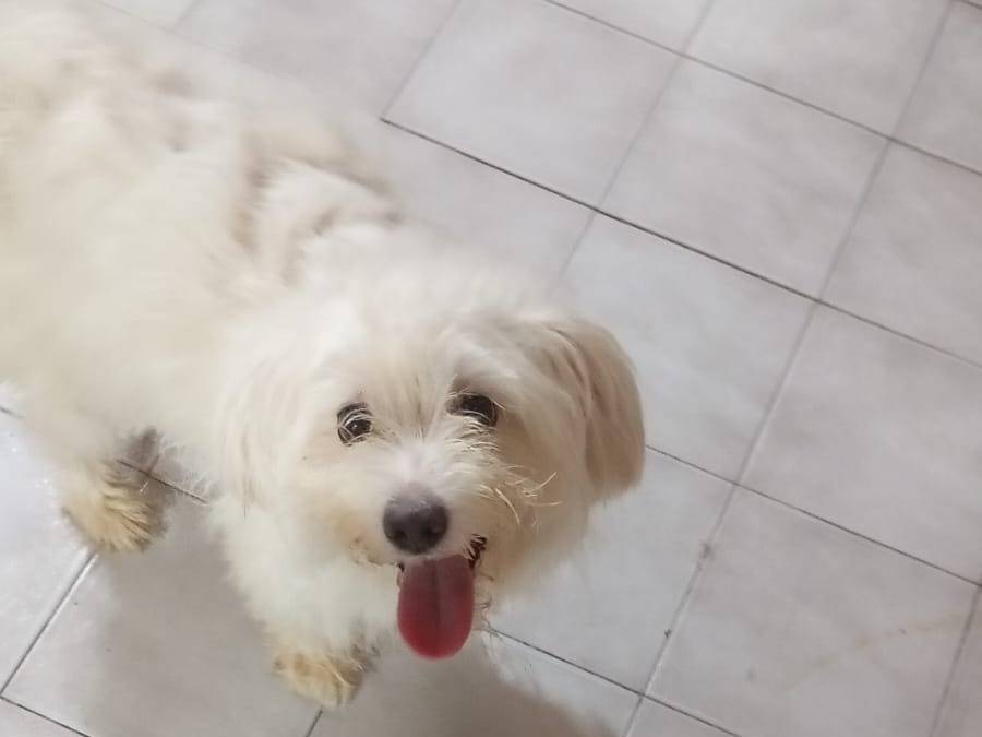 Vuoi adottare un cane a Milano?