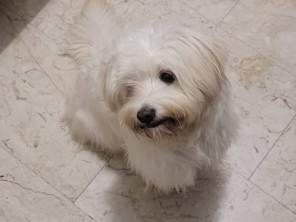 Adotta il cane LUNA a Milano