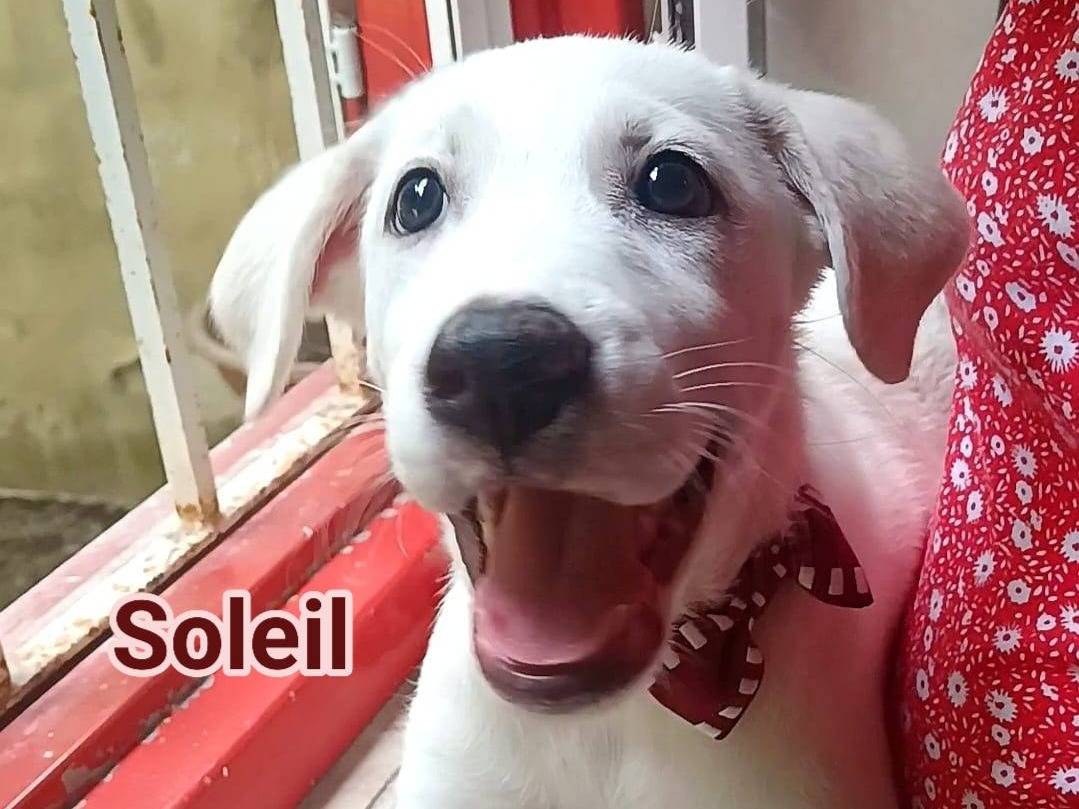 Adozione cane, femmina, Razza sconosciuta Razza sconosciuta, 3 mesi, taglia media, Crotone
