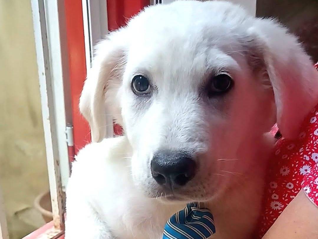 Adozione cane, maschio, Razza sconosciuta Razza sconosciuta, 2 mesi, taglia media, Crotone